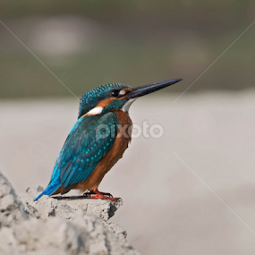Common Kingfisher by Tareq Ahmed - Animals Birds