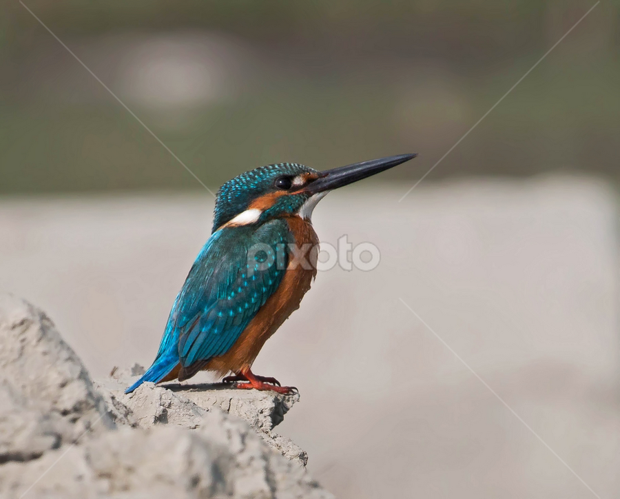 Common Kingfisher by Tareq Ahmed - Animals Birds