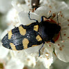 Jewel Beetle - 3