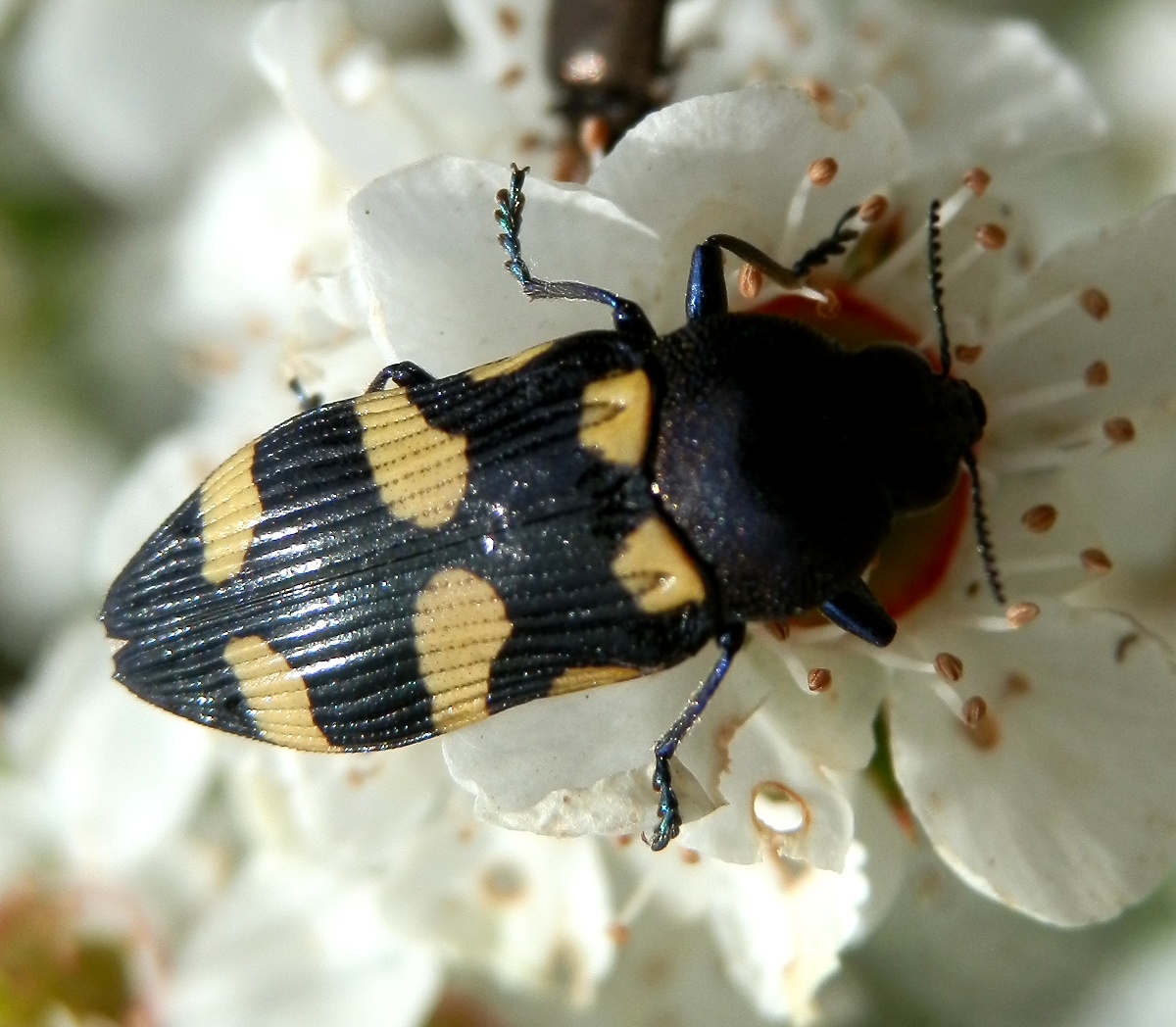 Jewel Beetle - 3