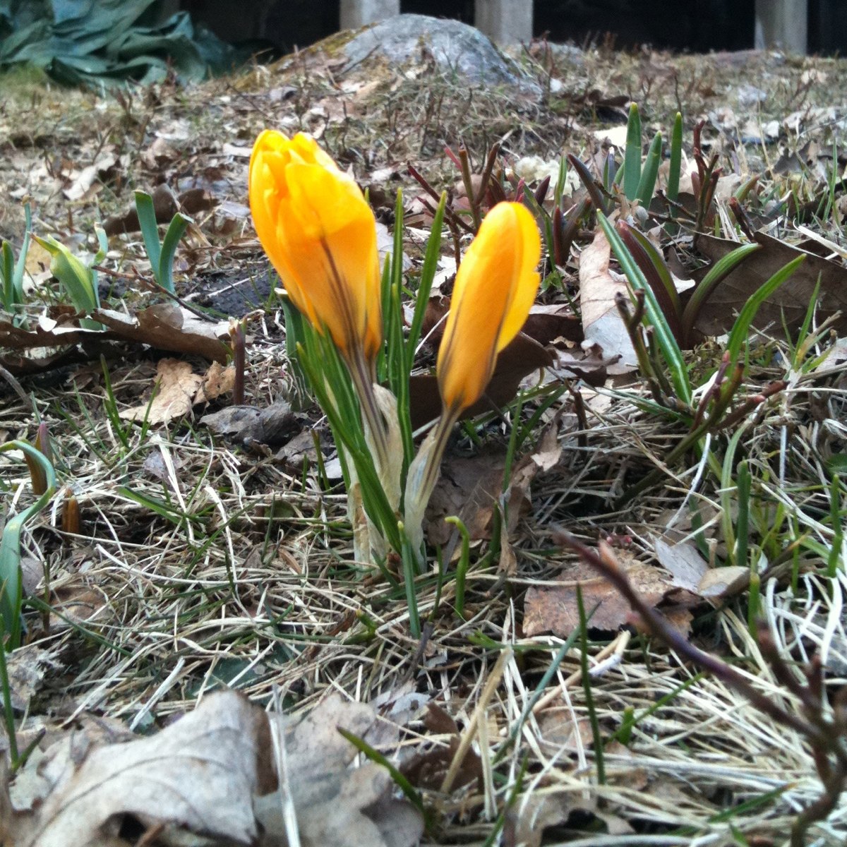 Spring crocus