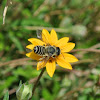 Megachilid Bee