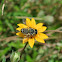 Megachilid Bee