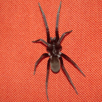 Spiders of Colombia/Arañas de Colombia