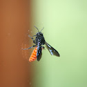Mason wasp