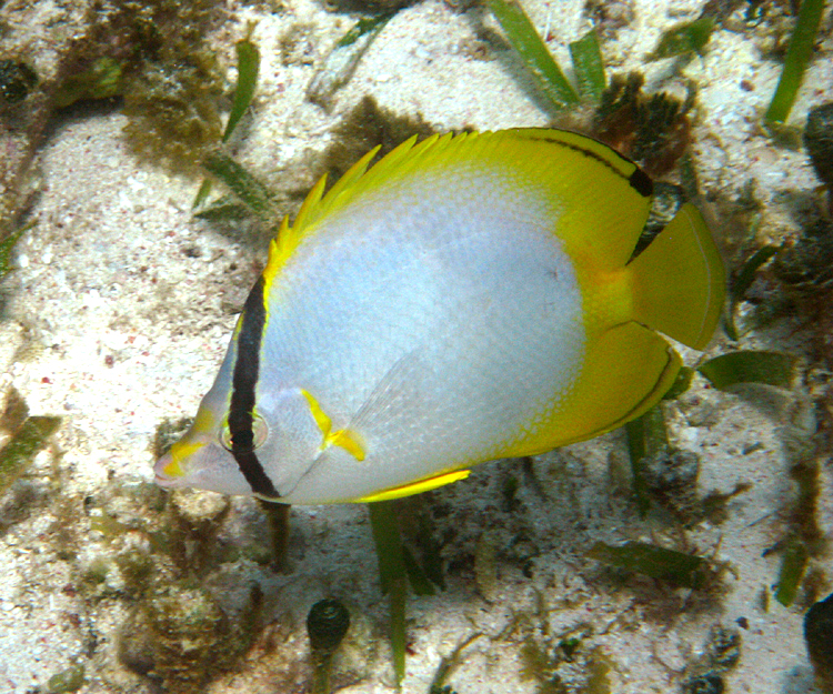 Spotfin Butterflyfish