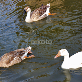 different is beautiful by Octo Winarto - Animals Birds