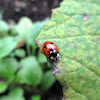 The seven-spot ladybird