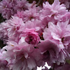 Kanzan Cherry blossom