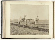 Twee dromedarissen voor een ploeg