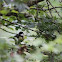 Great tit