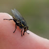 Striped Dung Fly