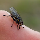 Striped Dung Fly