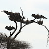 African White -Backed Vulture