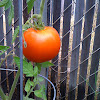 Early Girl tomato