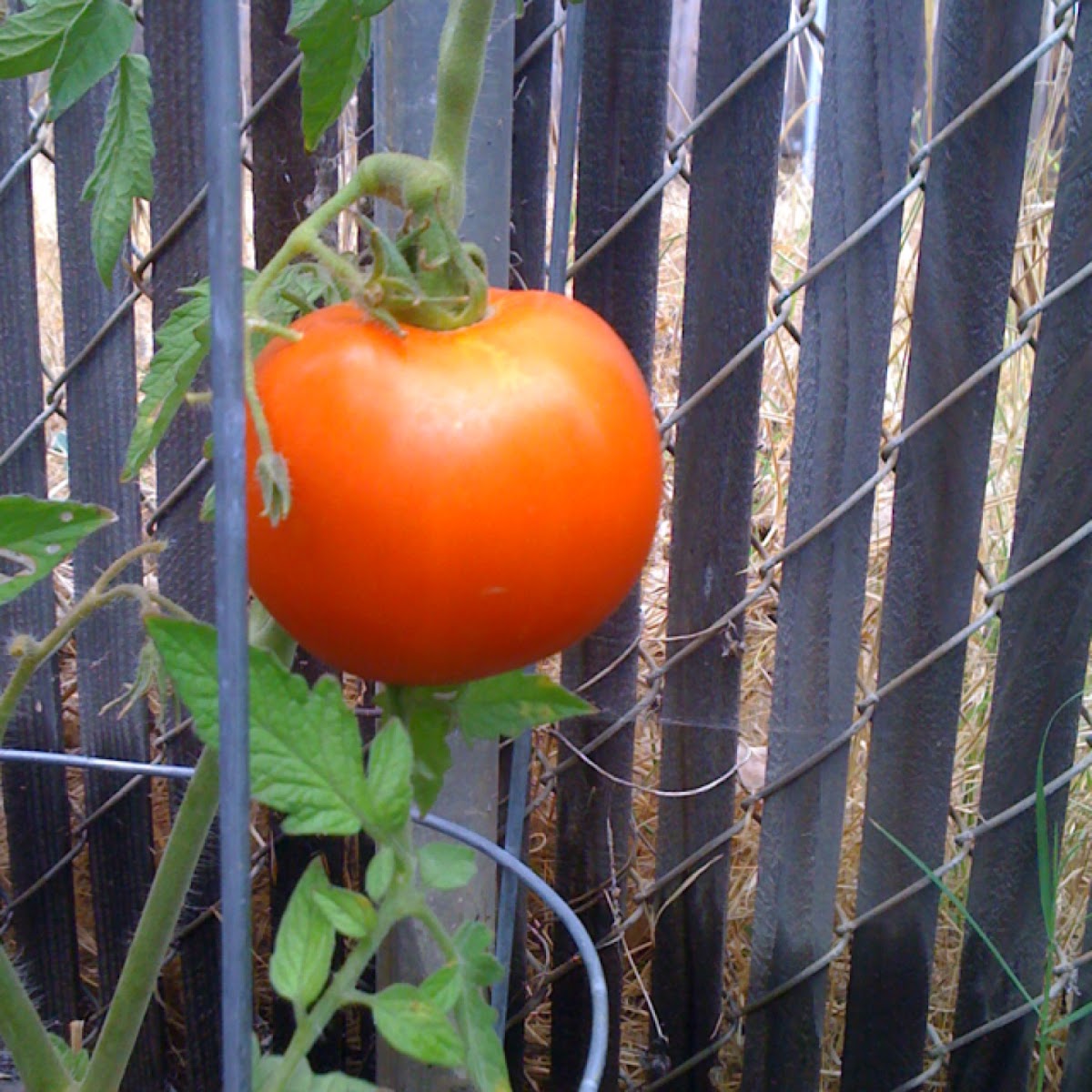 Early Girl tomato