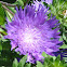 Honeysong Purple Stokes' Aster