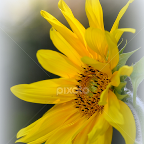 sunflower by Maria Ferreira - Flowers Single Flower