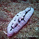 Shireen's Phyllidiopsis Nudibranch