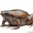 Eastern narrow-mouthed toad