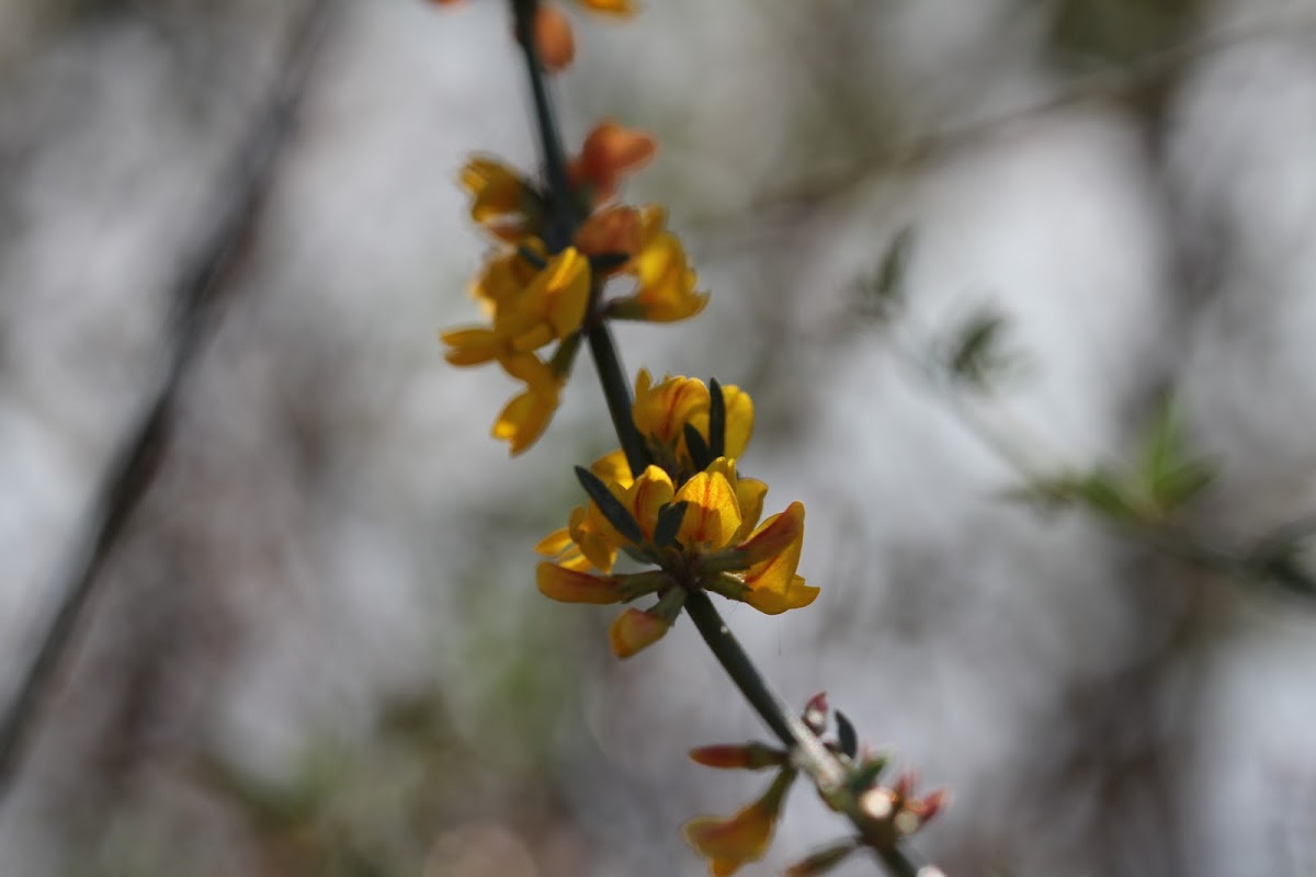 Deerweed