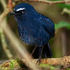 White-browed Shortwing