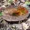 Paxillus involutus