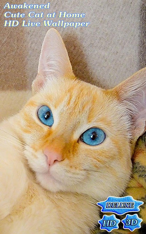 Android application Awakened Cute Cat at Home screenshort