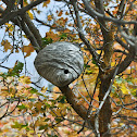 Bald-faced Hornet (nest)