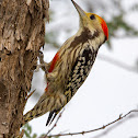 Yellow-crowned woodpecker