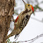 Yellow-crowned woodpecker