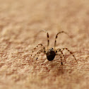 Baby Male Garden Spider