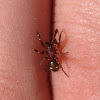 Cobweb Spider (male)