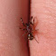 Cobweb Spider (male)