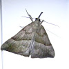 Snout Moth