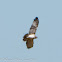 Short-toed Eagle; Aguila Culebrera