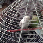 Common Pet Parakeet