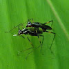 stilt-legged flies (mating)