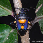 Florida Predatory Stink Bug