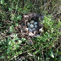 Nest of Mallard eggs