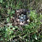 Nest of Mallard eggs