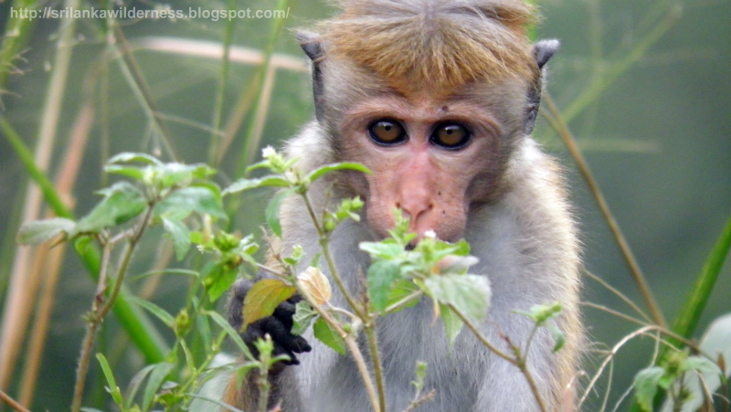 Toque Macaque Monkey