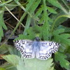 Tropical Checkered Skipper