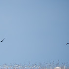 Glossy Ibis; Morito