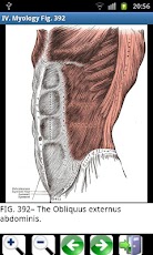 Gray's Anatomy Visual