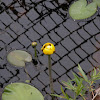 Yellow Water-lily