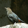 Indian Robin - Female