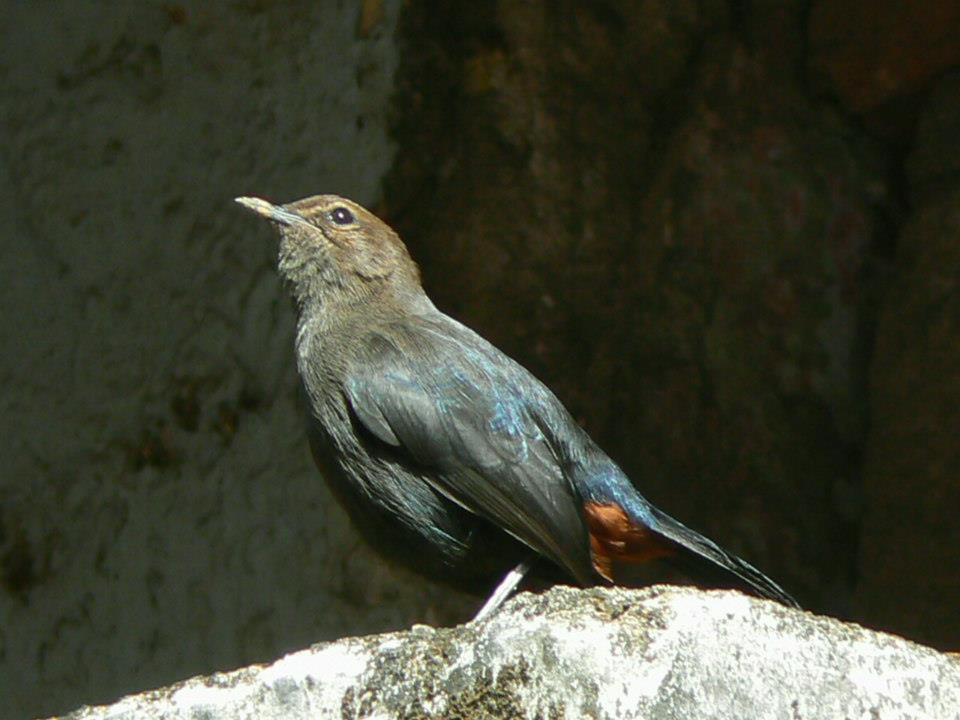 Indian Robin - Female