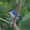 Collared Kingfisher  