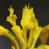 gele lissen (Iris pseudacorus)